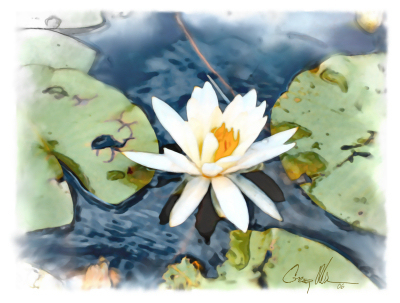 Water Lilly 2